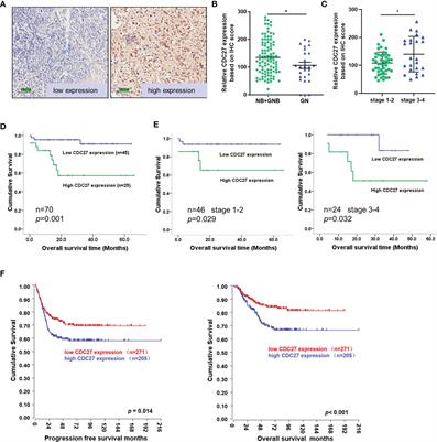 CDC27-ODC1 Axis Promotes Metastasis, Accelerates Ferroptosis and Predicts Poor Prognosis in Neuroblastoma
